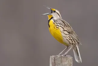 A bird with a brown striped back and yellow belly perches atop a post with its bill opened in song. 
