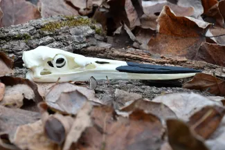 A great blue heron skull lies on a bed of leaves.