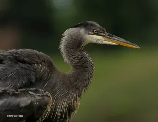 A side photo of a Great Blue Heron with a green background.