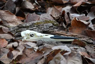 A great blue heron skull lies on a bed of leaves.