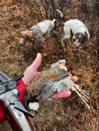 Quail in hand with 2 hunt dogs in background