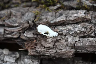 A skull of a small brown bat lies on top of bark.