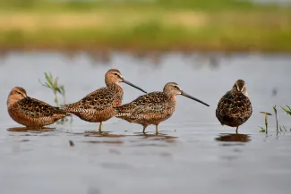 Four brown birds with long bills stand in shallow water. 