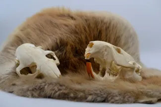A couple of beaver skulls sit nicely on a beaver pelt.
