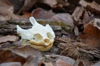 A snapping turtle skull is lying on bark and leaves.