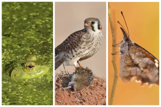 A collage of three photos showing a green frog in the water, a small raptor with a mouse, and a butterfly with a long snout.