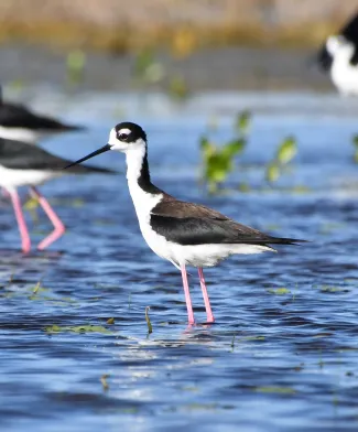 Black-necked stilts standing in shallow water.