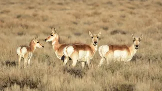 A group of pronghorn stand in a yellow field.