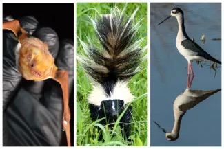 A collage of three photos showing a red bat held by a gloved hand, a wet striped skunk, and a mirror image of a black and white shorebird standing in water. 