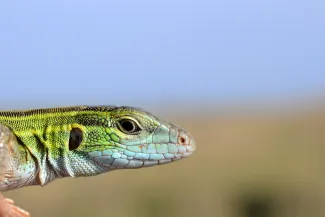 A close up of the head of a green lizard with a light blue chin.
