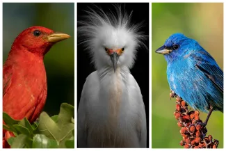 A collage of three photos showing an all-red bird, a white egret with plumes on its head, and a blue bird sitting on a clump of sumac seeds. 