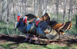 gobbler report 2026 jon wilson