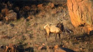 A bull elk looks over it's right shoulder.