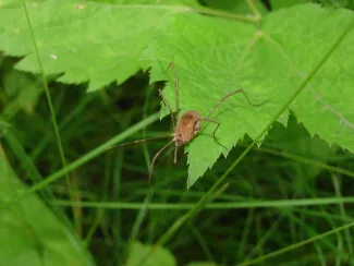 Harvestmen on a leaf at Neil Smith National Wildlife Refuge