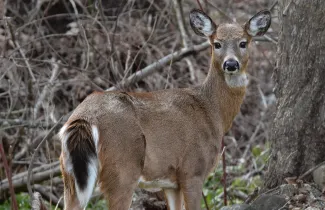 A whitetail doe looking back toward the camera.