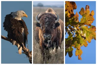 A collage of three photos showing a bald eagle, bison, and oak leaves