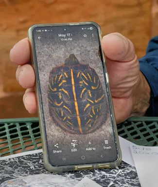 A mobile phone with an image of a box turtle on the ground is propped up by a man's hand. 