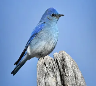 A mountain bluebird on a wood stump with a blue sky in the background.