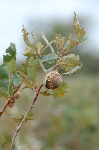 An acorn  grows on a small statured oak. 