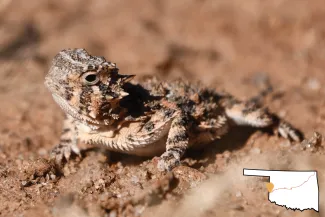 A small brown lizard with an image of Oklahoma in the lower right corner.