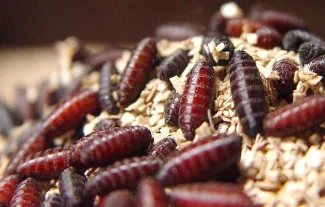 New World screwworm pupae are reddish brown in color.