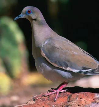 White-winged dove on a rock