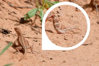 A reddish brown lizard with an inset showing its large foot