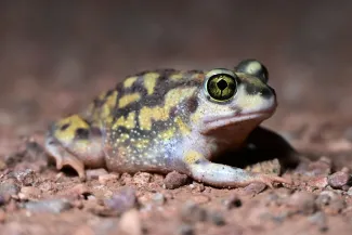 A toad with a large eye and mottled green body lays on a dirt road. 