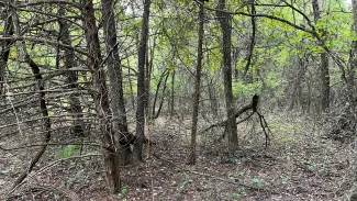 Dense timber with very little growth on the forest floor.