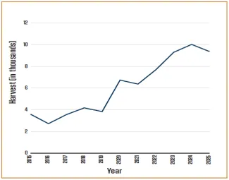 Dual-axis line graph, 'Gun Hunters and Harvest 2004-Current.' Hunters (left axis, thousands) rise from about 155,000 in 2004 to near 200,000 by 2010, stay in the 180,000-200,000 range through 2018, dip to a low near 135,000 in 2022, then recover to about 165,000 by 2025. Harvest (right axis, thousands) climbs from about 58 in 2004 to a peak near 72 in 2009, dips to around 54 in 2014-2015, then rises overall to a high near 79 in 2023, ending around 78 in 2025.
