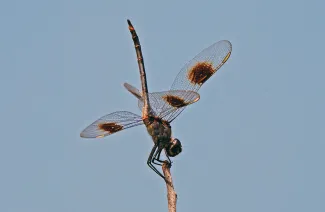 An insect with large eyes, four wings, and a long tail perches on a twig with its tail raised in the air. 