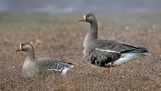two white-fronted geese standing in grass