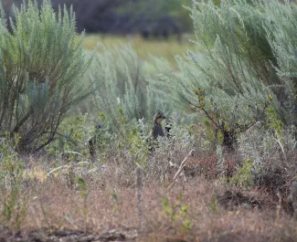 Quail