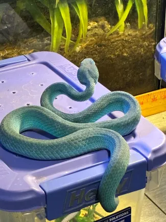 This blue insularis is an example of a captive-bred exotic animal that must be licensed through ODWC.