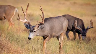 Three mule deer bucks grazing in a grassy field.