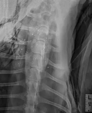 This x-ray shows an animal that was shot illegally. 