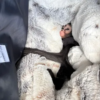 A spider monkey is laying in a blanket.