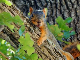 A red and gray squirrel lays on a log with feet extended.