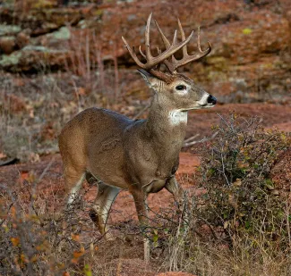 A whitetail buck looking to the right.