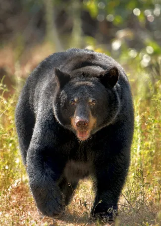 A black bear walking towards the photographer.