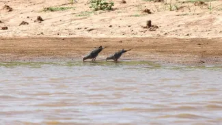A pair of mourning doves drinking water.