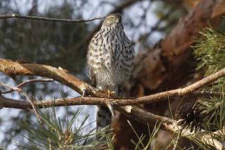 A small hawk with a spotted breast perches in a tree. 
