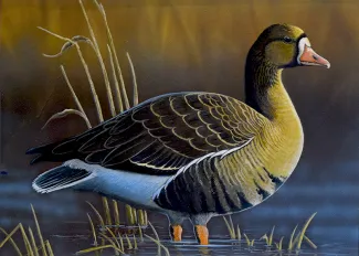 winning duck stamp ryan rickaby