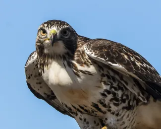A bird with a dark head and back and a white chest stares at the camera.
