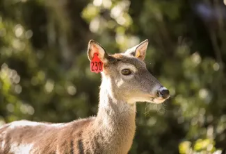 deer with ear tag