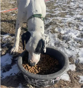 dog eating