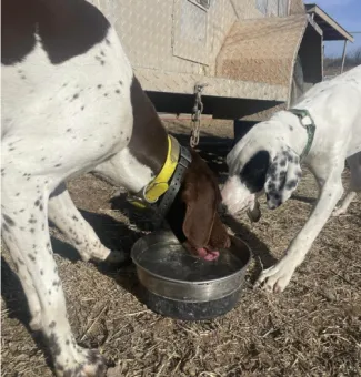 dogs drinking water