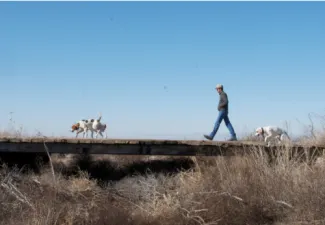 walking with dogs