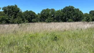Native grassland with trees in the background.
