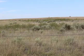 Grassland in western Oklahoma with scattered shrubs and sagebrush, tall grasses, and a barbed-wire fence under a clear blue sky.